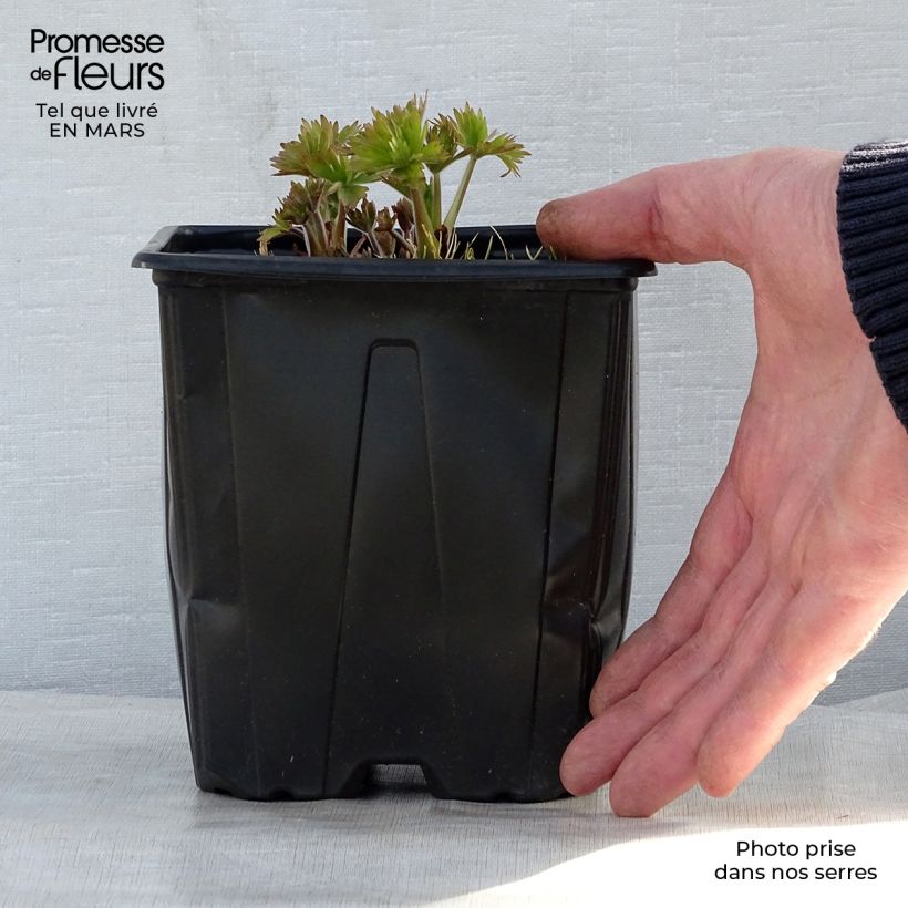 Spécimen de Delphinium Pacific King Arthur - Pied d'Alouette vivace en pot de 2/3L tel que livré au printemps