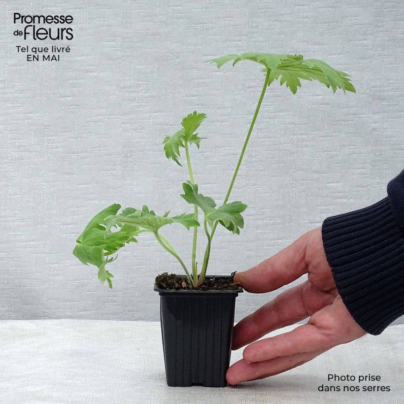 Spécimen de Delphinium Pacific King Arthur - Pied d'Alouette vivace en godet de 8 cm tel que livré au printemps