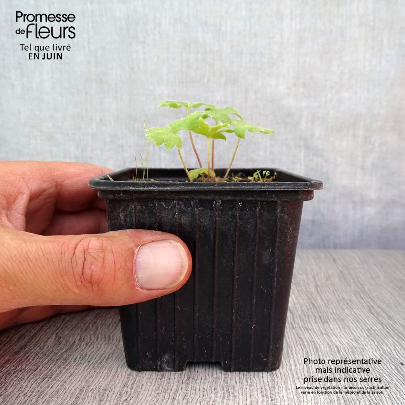 Spécimen de Delphinium Pacific King Arthur - Pied d'Alouette vivace Godet de 7/8 cm tel que livré en été