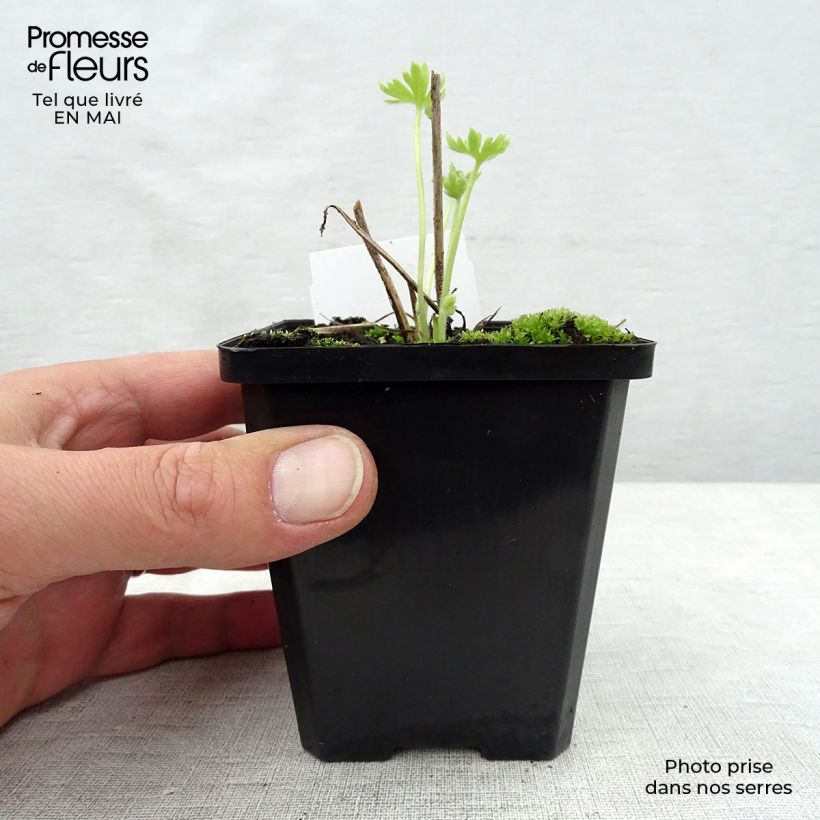 Spécimen de Delphinium Pacific Summer Skies - Pied d'Alouette vivace Godet de 7/8cm tel que livré au printemps