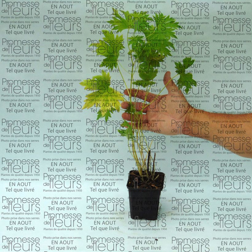 Exemple de spécimen de Delphinium Pacific giant Cameliard - Pied d'Alouette vivace Godet de 9cm tel que livré