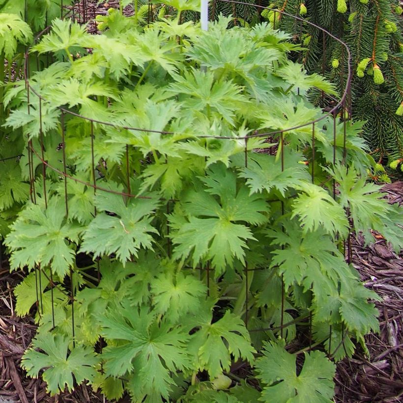 Delphinium Pagan Purples - Pied d'Alouette vivace (Feuillage)