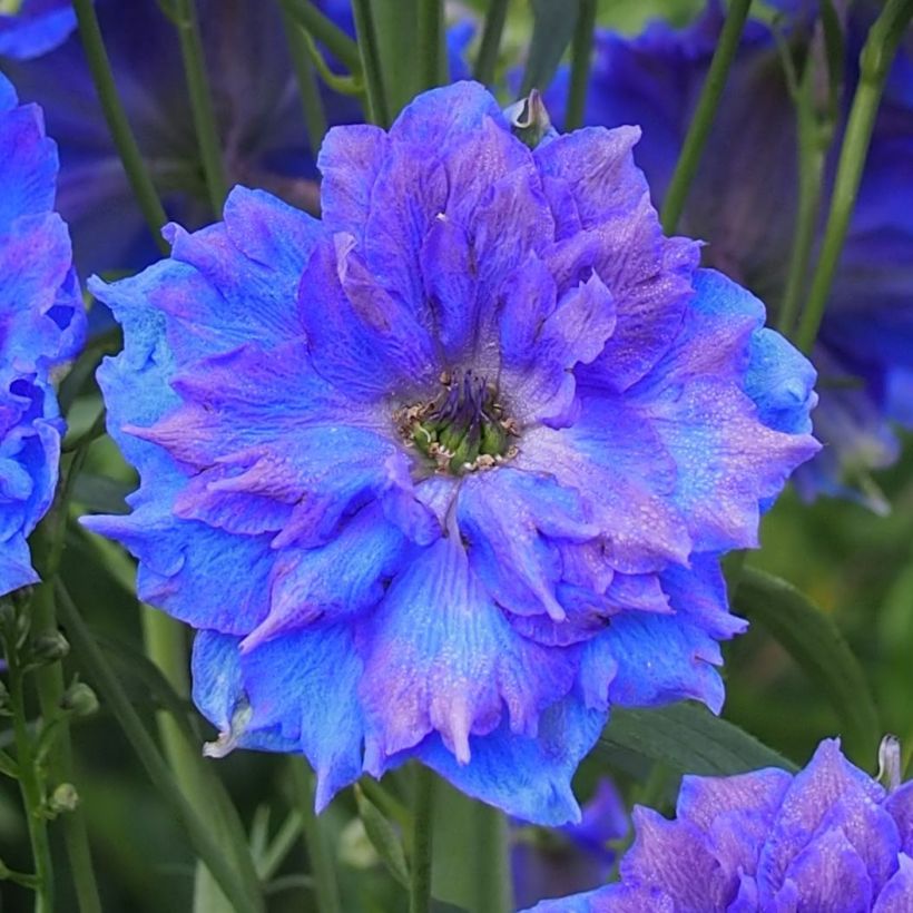 Delphinium Pagan Purples - Pied d'Alouette vivace (Floraison)