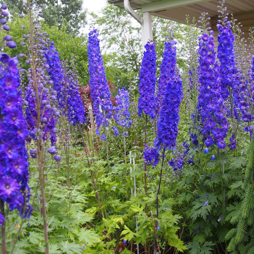 Delphinium Pagan Purples - Pied d'Alouette vivace (Port)