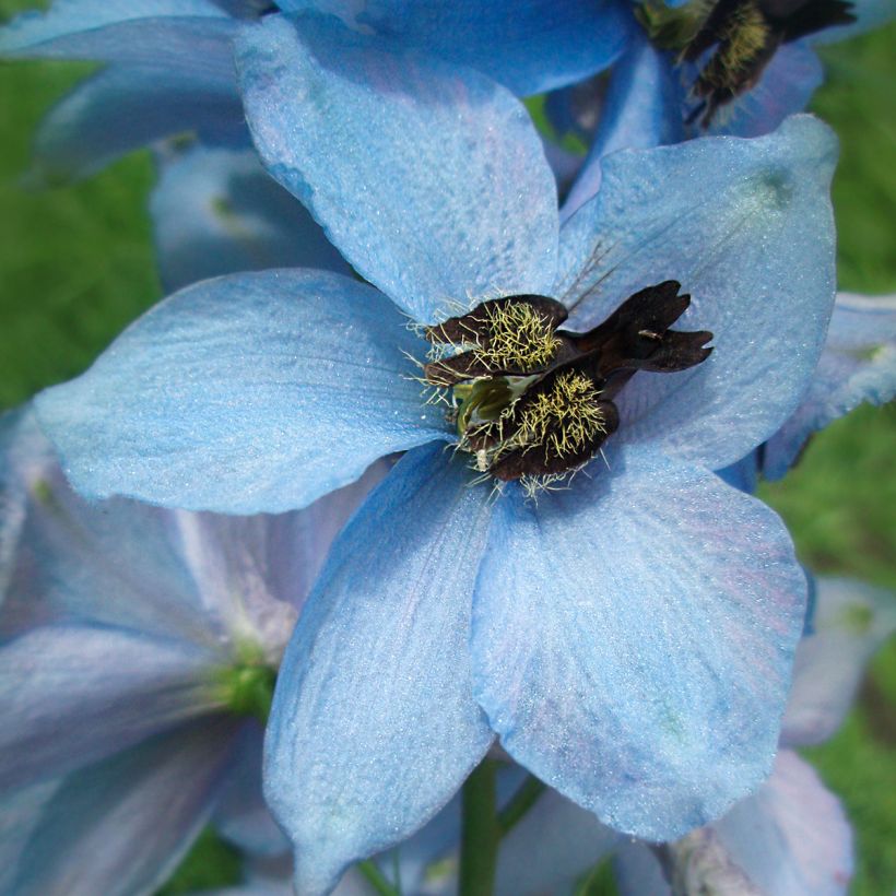 Delphinium Perlmutterbaum, Pied d Alouette (Floraison)