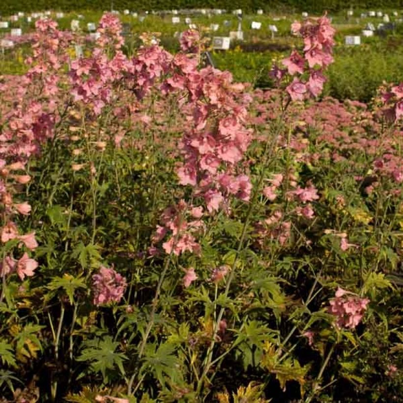 Delphinium Ruysii Pink Sensation, Pied d'Alouette (Port)