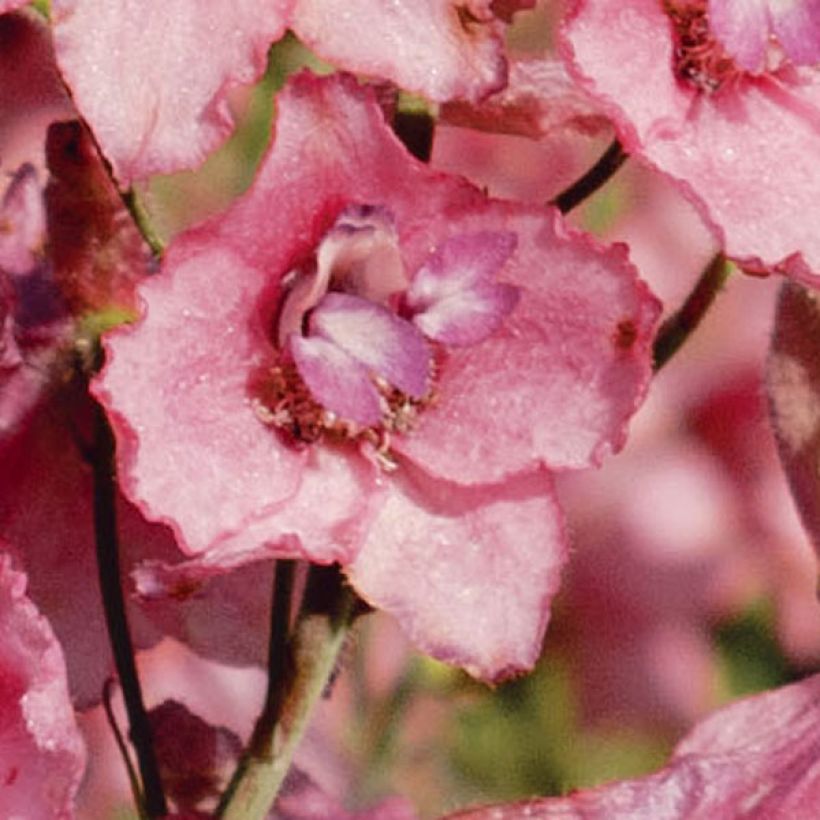 Delphinium Ruysii Pink Sensation, Pied d'Alouette (Floraison)