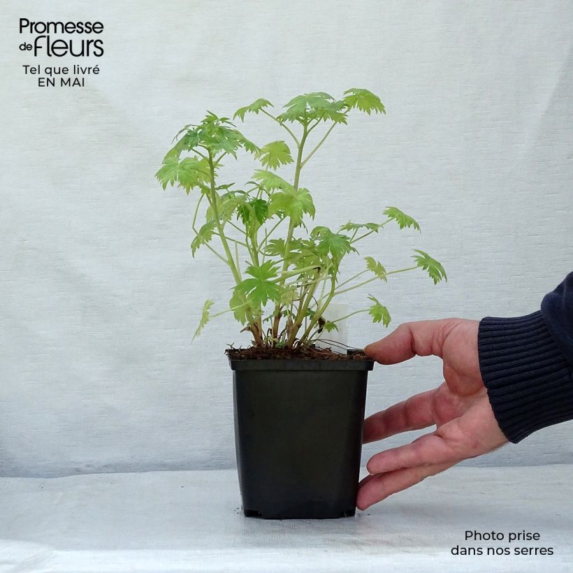 Spécimen de Delphinium Ruysii Pink Sensation, Pied d'Alouette Godet de 9cm tel que livré au printemps