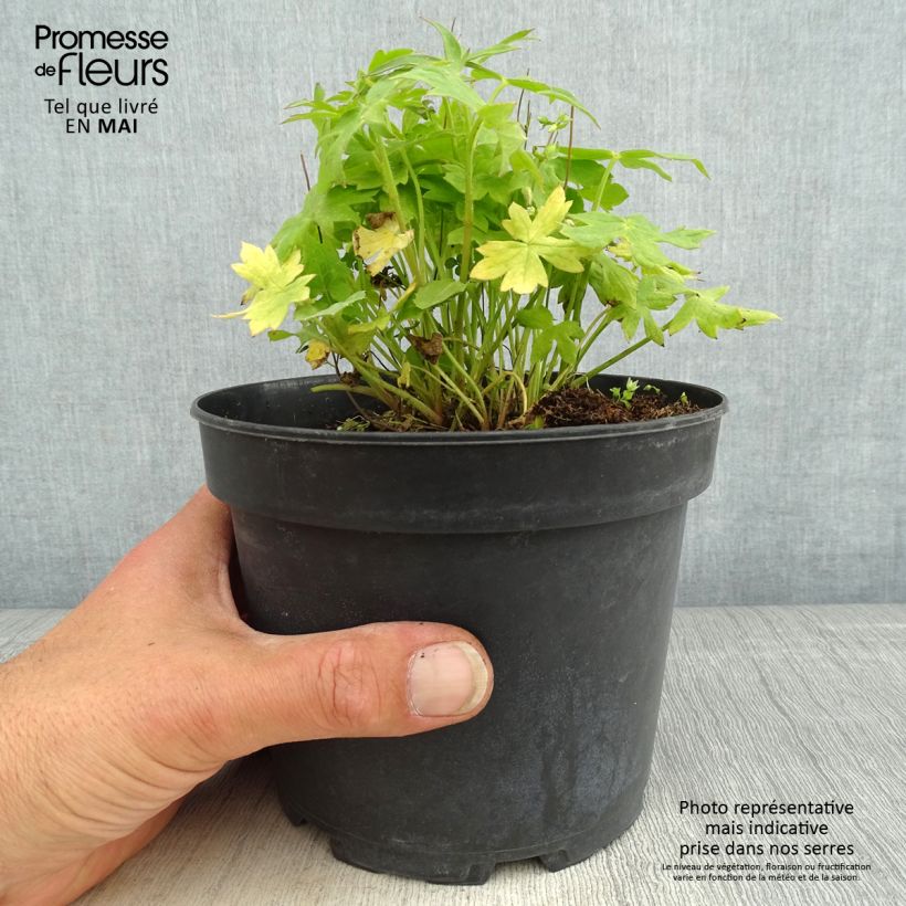 Spécimen de Delphinium Ruysii Pink Sensation, Pied d'Alouette en pot de 2L/3L tel que livré au printemps