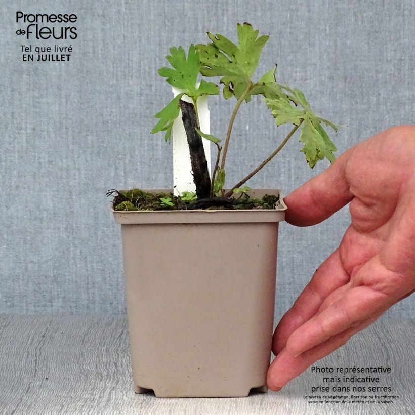 Spécimen de Delphinium Strawberry Fair, Pied d Alouette Godet de 8/9 cm tel que livré en été