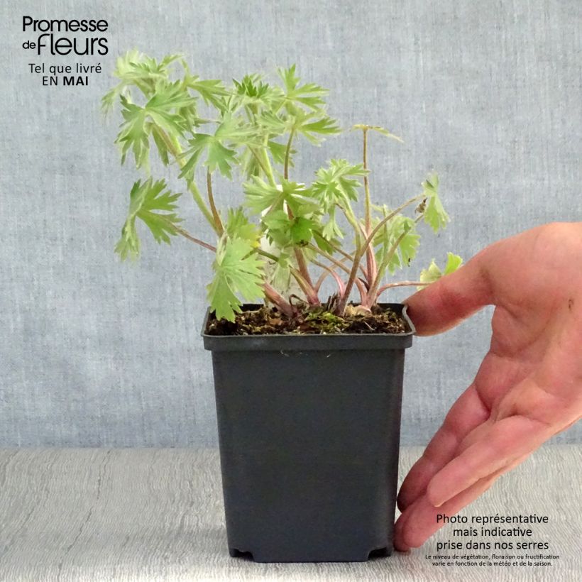 Spécimen de Delphinium Strawberry Fair, Pied d Alouette Godet de 9cm tel que livré au printemps