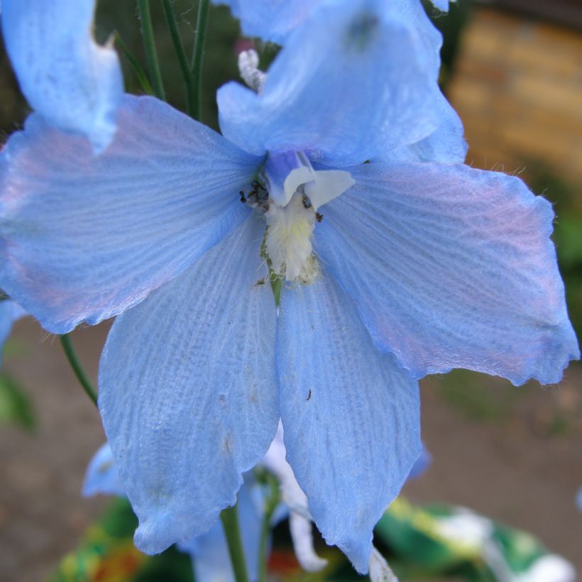 Delphinium belladonna Ballkleid - Pied d'Alouette vivace (Floraison)