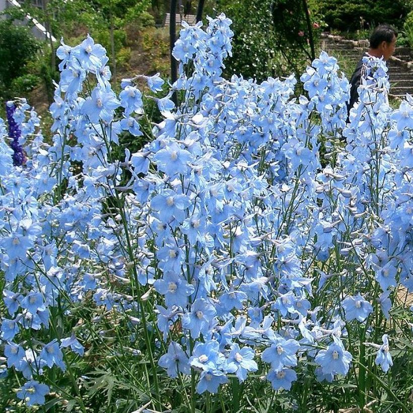 Delphinium belladonna Ballkleid - Pied d'Alouette vivace (Port)