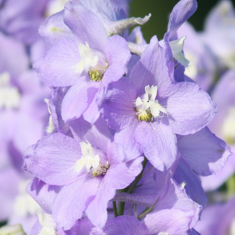 Delphinium belladonna Capri - Pied d'Alouette vivace (Floraison)