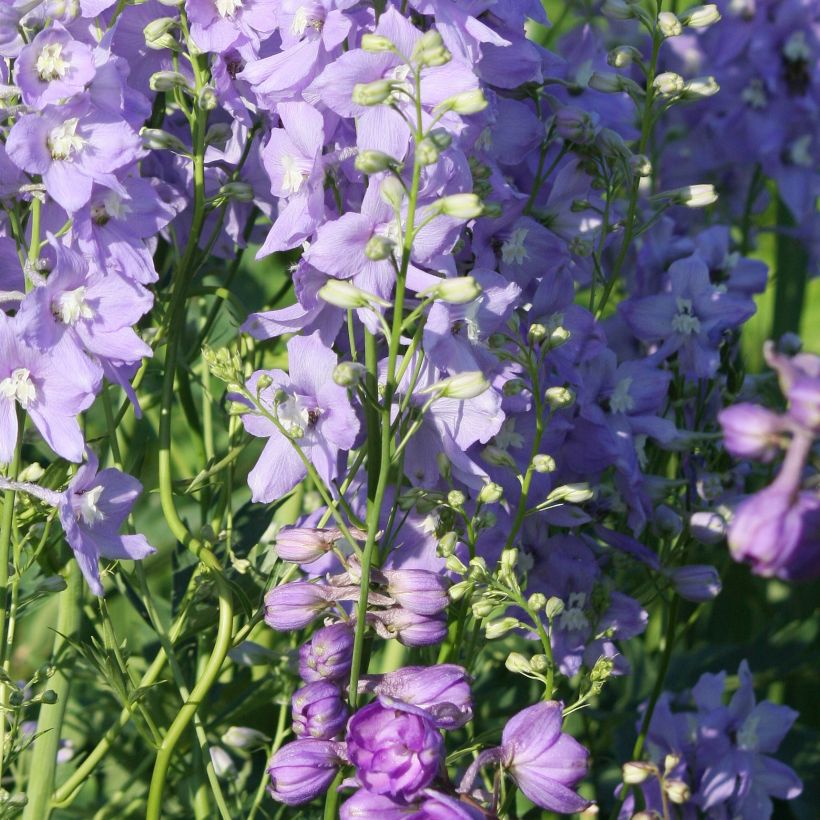 Delphinium belladonna Capri - Pied d'Alouette vivace (Port)