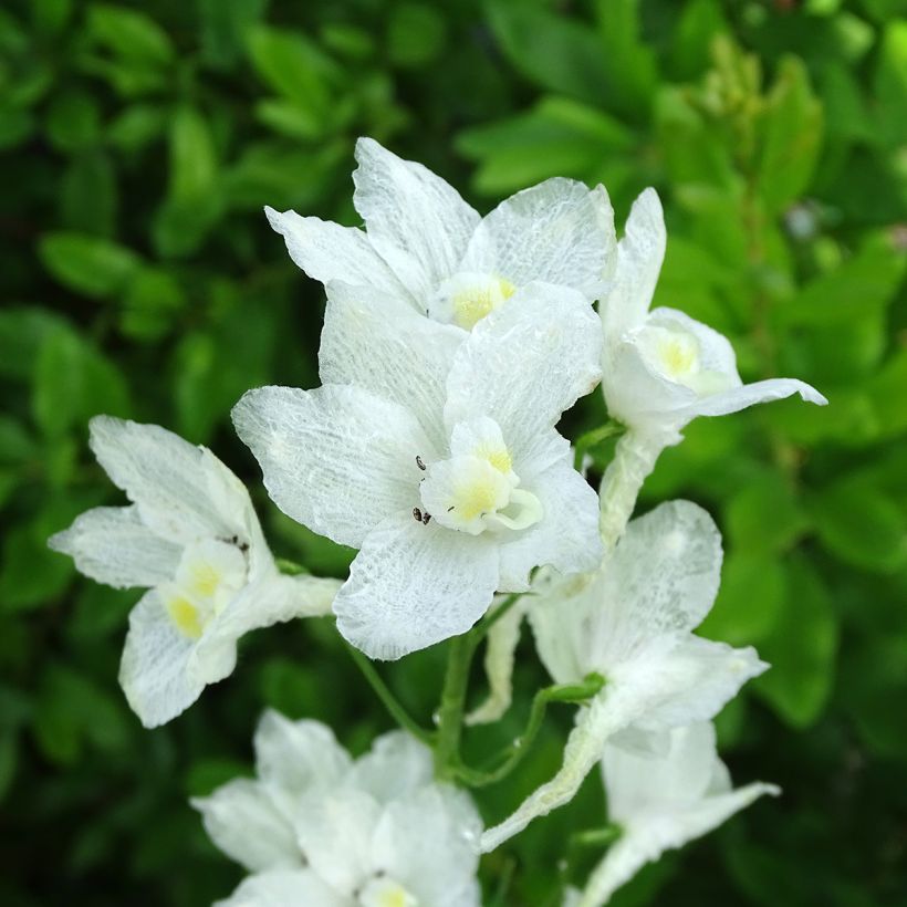 Delphinium belladonna Casablanca - Pied d'Alouette vivace (Floraison)