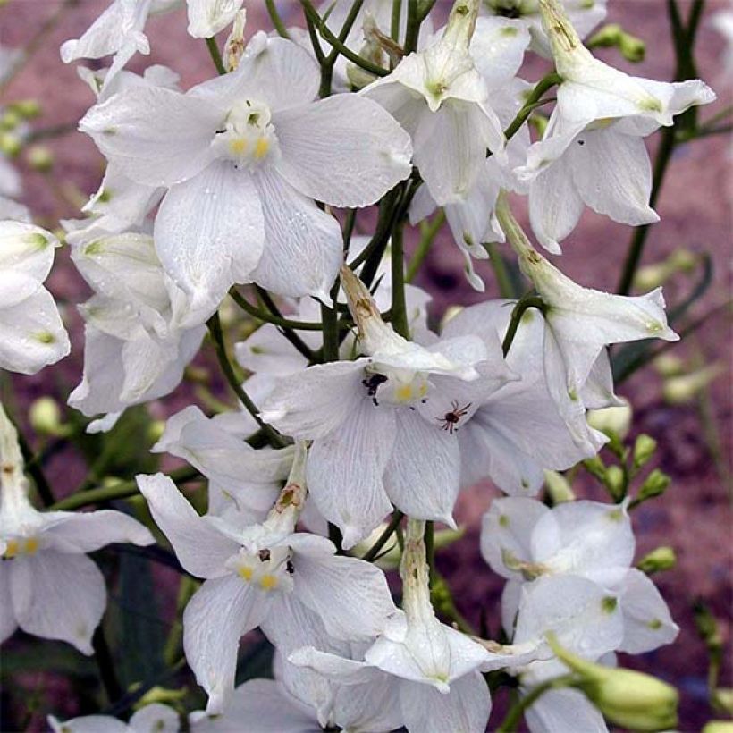 Delphinium belladonna Moerheimii - Pied d'Alouette vivace (Floraison)