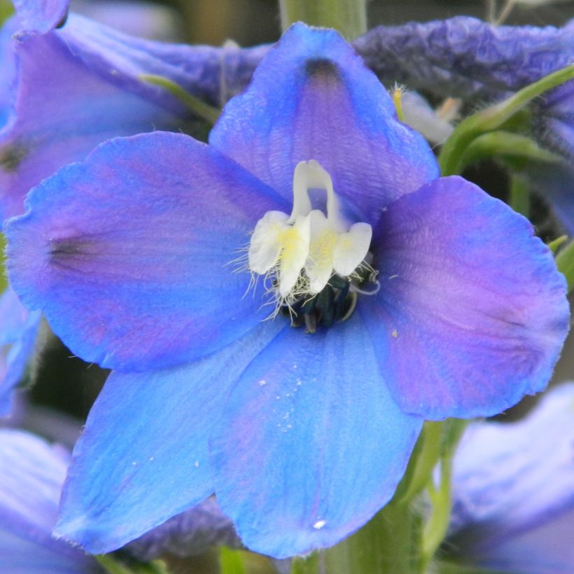 Delphinium belladonna Piccolo - Pied d'Alouette vivace (Floraison)