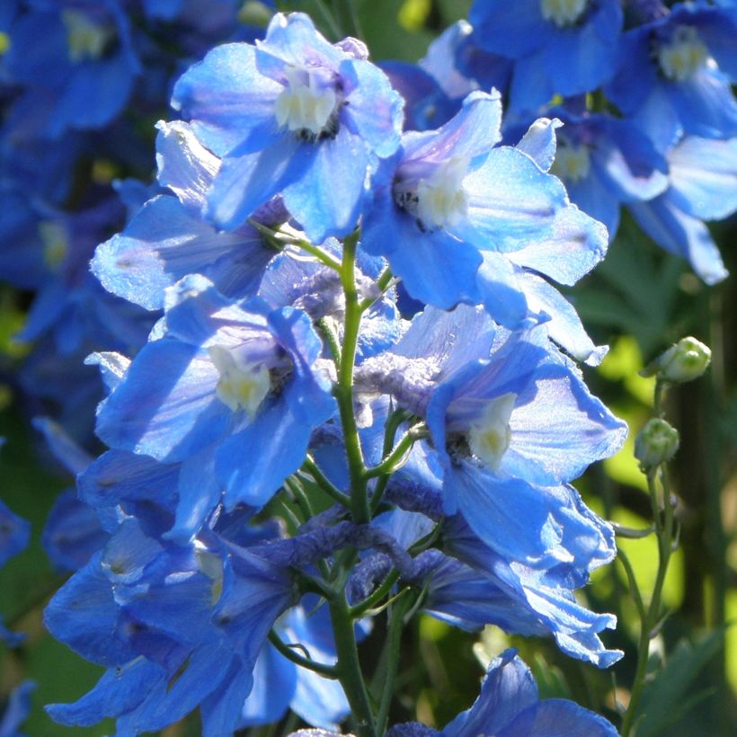 Delphinium belladonna Piccolo - Pied d'Alouette vivace (Port)