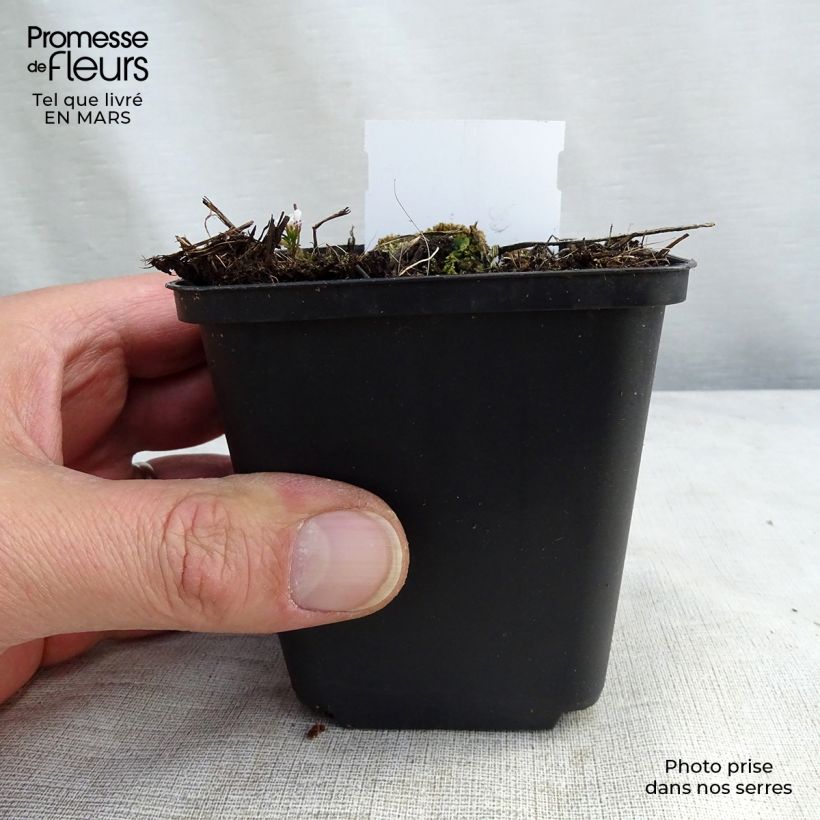 Spécimen de Delphinium belladonna Piccolo - Pied d'Alouette vivace Godet de 8 cm tel que livré au printemps