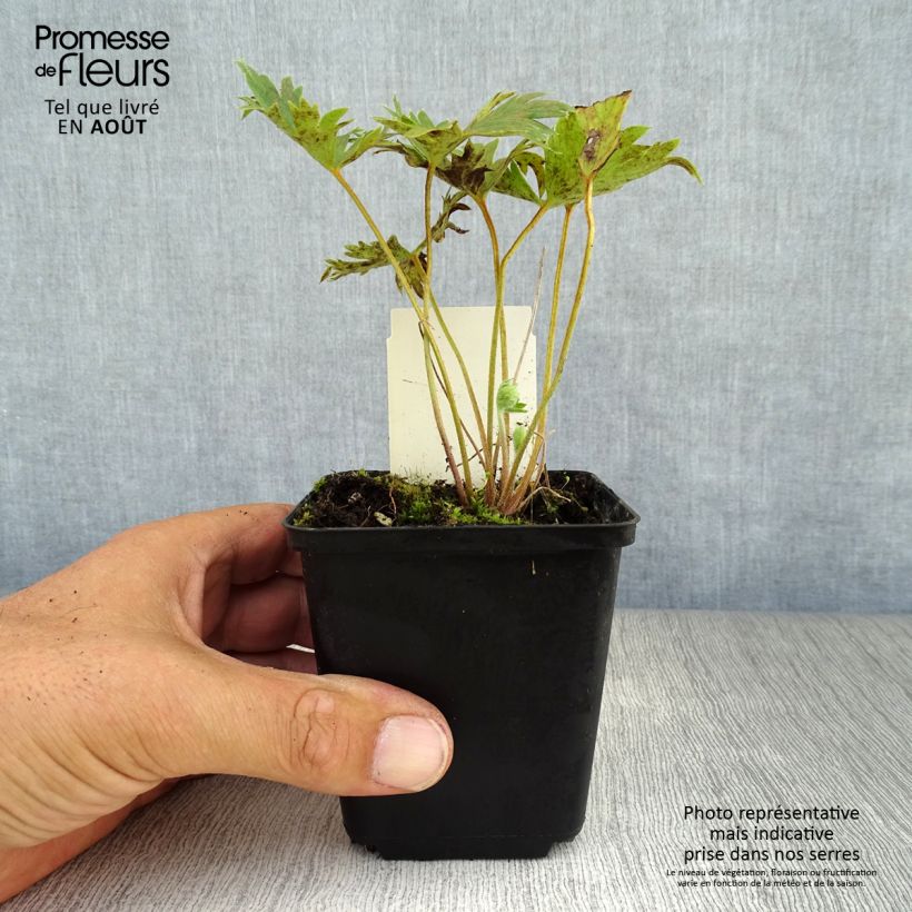 Spécimen de Delphinium belladonna Piccolo - Pied d'Alouette vivace Godet de 8/9 cm tel que livré en été