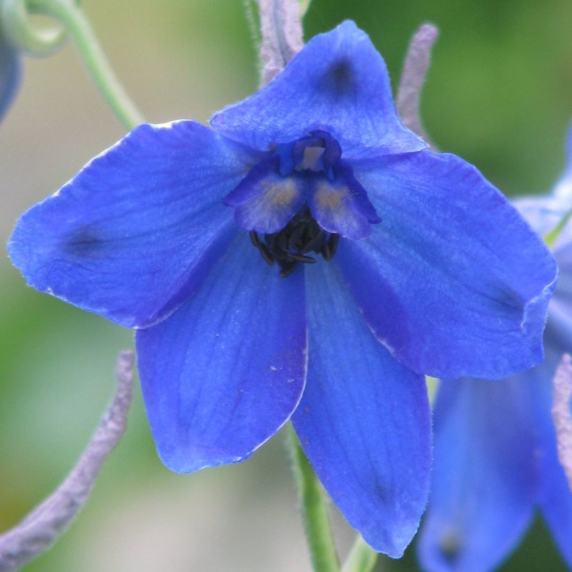 Delphinium belladonna Völkerfrieden - Pied d'Alouette vivace (Floraison)