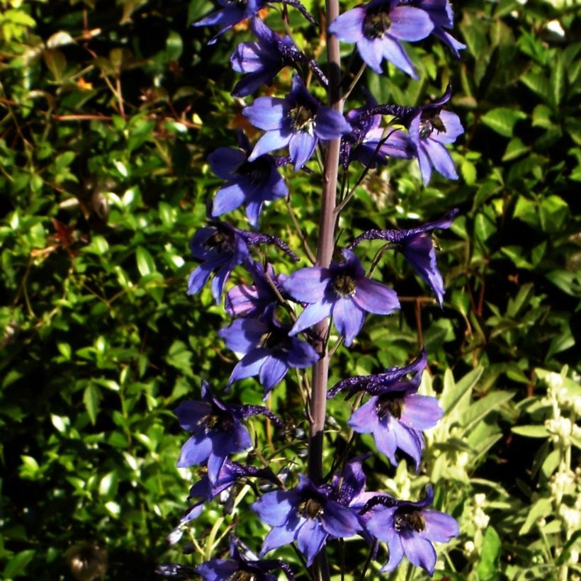 Delphinium belladonna Völkerfrieden - Pied d'Alouette vivace (Port)