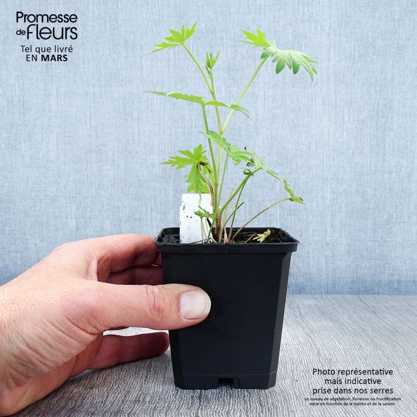 Spécimen de Delphinium belladonna Völkerfrieden - Pied d'Alouette vivace Godet de 9cm tel que livré au printemps