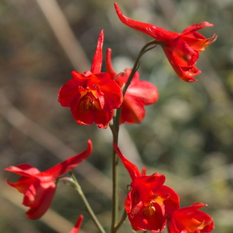Delphinium cardinale - Pied d'Alouette vivace (Floraison)
