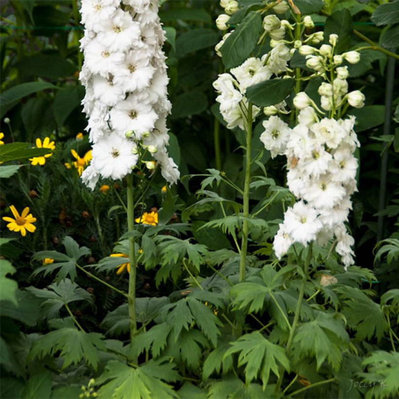 Delphinium elatum Double Innocence - Pied d'alouette vivace (Floraison)