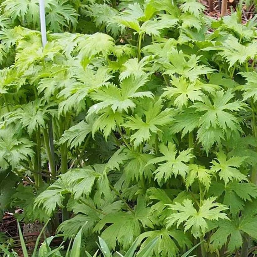 Delphinium elatum Morning Lights - Pied d'Alouette vivace (Feuillage)