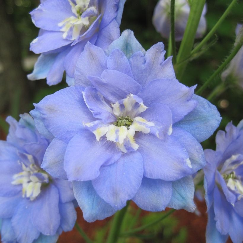 Delphinium elatum Morning Lights - Pied d'Alouette vivace (Floraison)