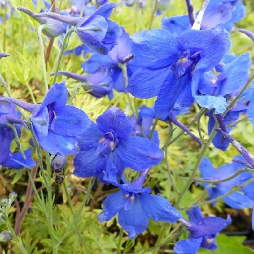 Delphinium grandiflorum Blauer Zwerg - Pied d'Alouette Blauer Zwerg (Floraison)