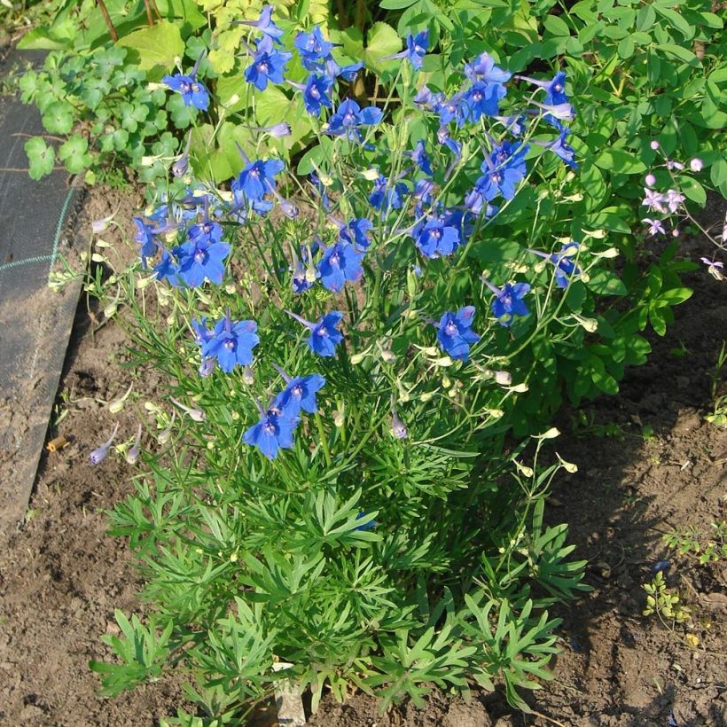 Delphinium grandiflorum Blauer Zwerg - Pied d'Alouette Blauer Zwerg (Port)