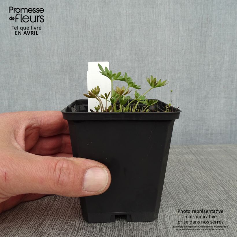 Spécimen de Delphinium grandiflorum Blauer Zwerg - Pied d'Alouette Blauer Zwerg Godet de 9cm tel que livré au printemps