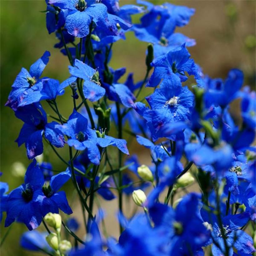 Delphinium grandiflorum sinensis - Pied d'Alouette vivace (Floraison)