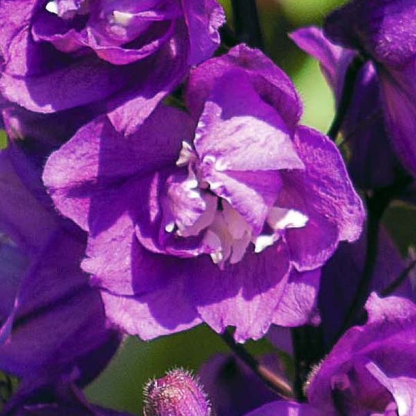 Delphinium Pacific Astolat - Pied d'Alouette vivace (Floraison)