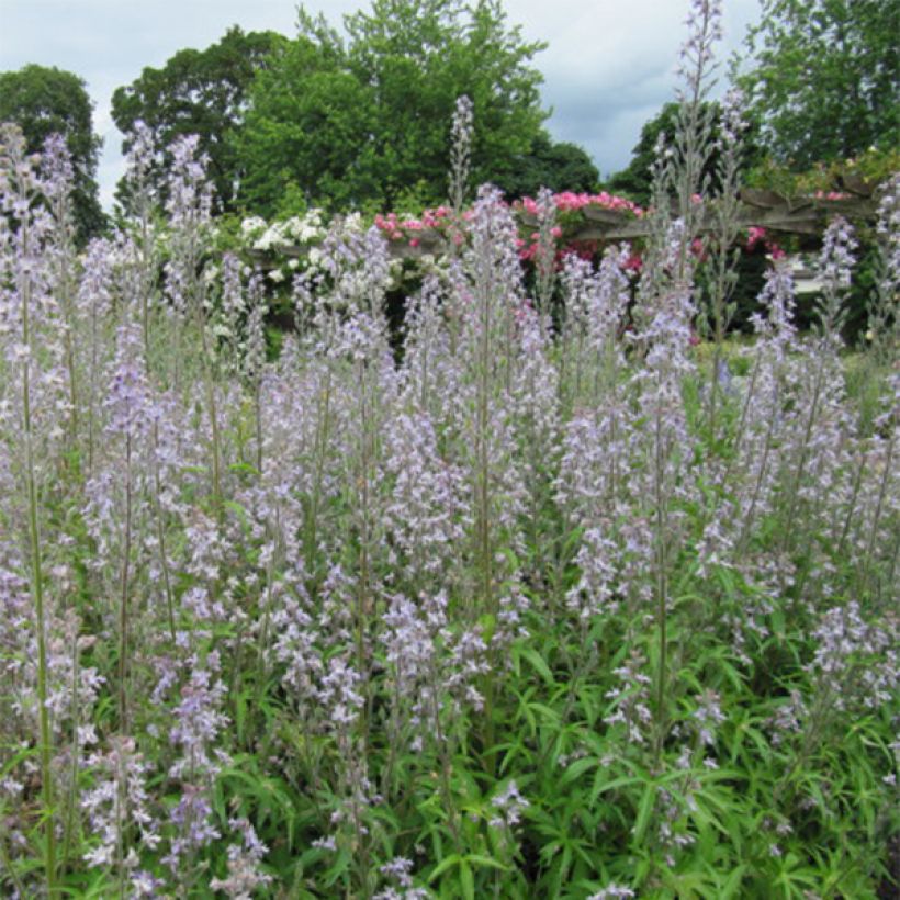 Delphinium requienii - Pied d'Alouette (Floraison)