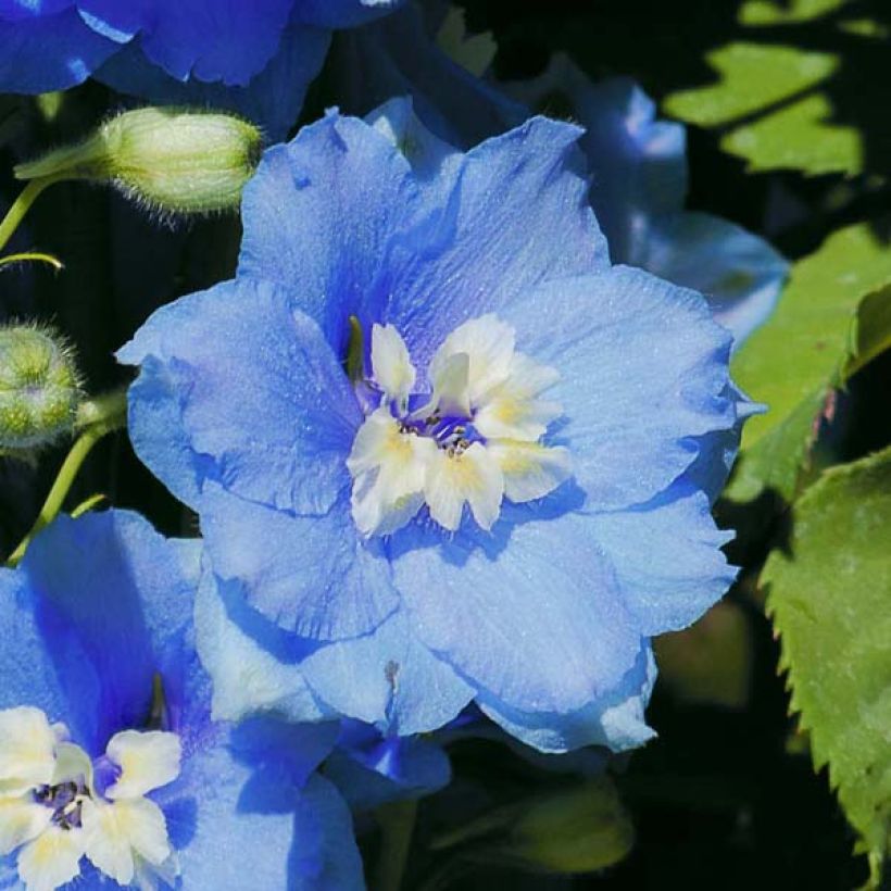 Delphinium Pacific Summer Skies - Pied d'Alouette vivace (Floraison)