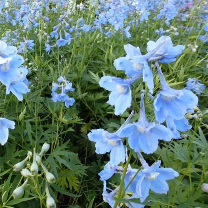 Delphinium belladonna Cliveden Beauty - Pied d'Alouette vivace (Floraison)