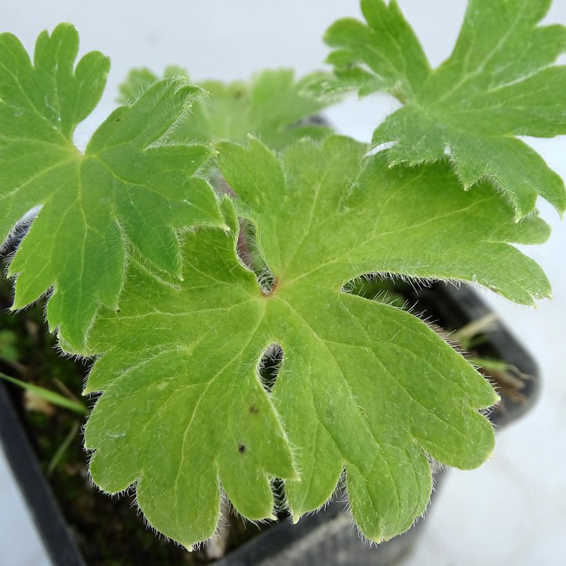 Delphinium x cultorum Finsteraarhorn - Pied d'Alouette vivace (Feuillage)