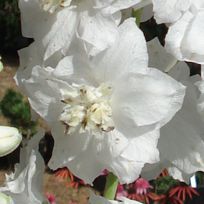 Delphinium Pacific Galahad - Pied d'Alouette vivace (Floraison)