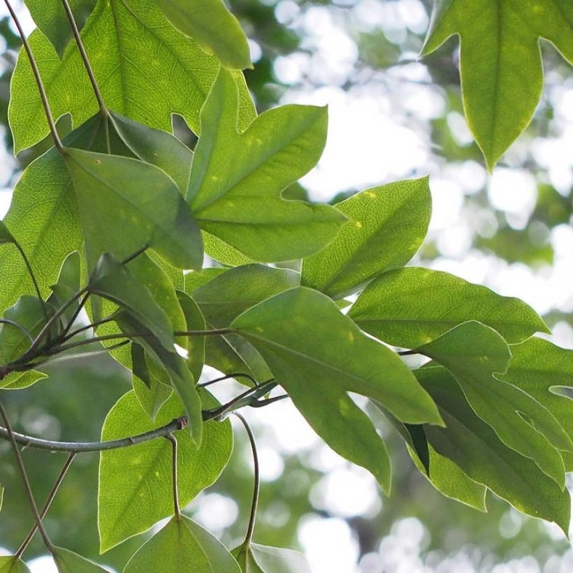 Dendropanax japonicus (Feuillage)