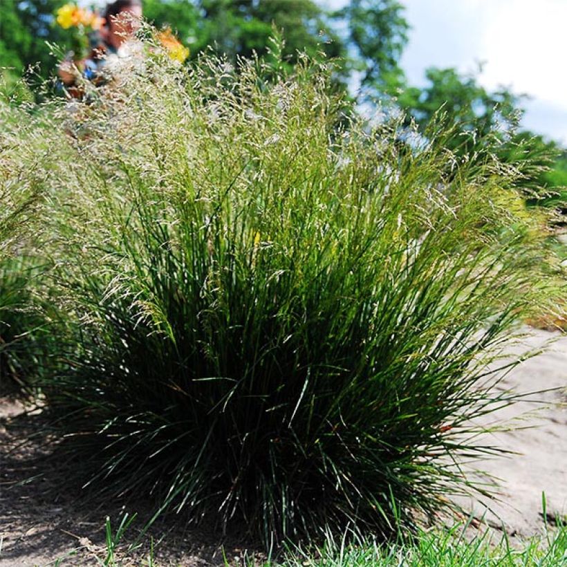 Deschampsia cespitosa - Canche cespiteuse (Port)