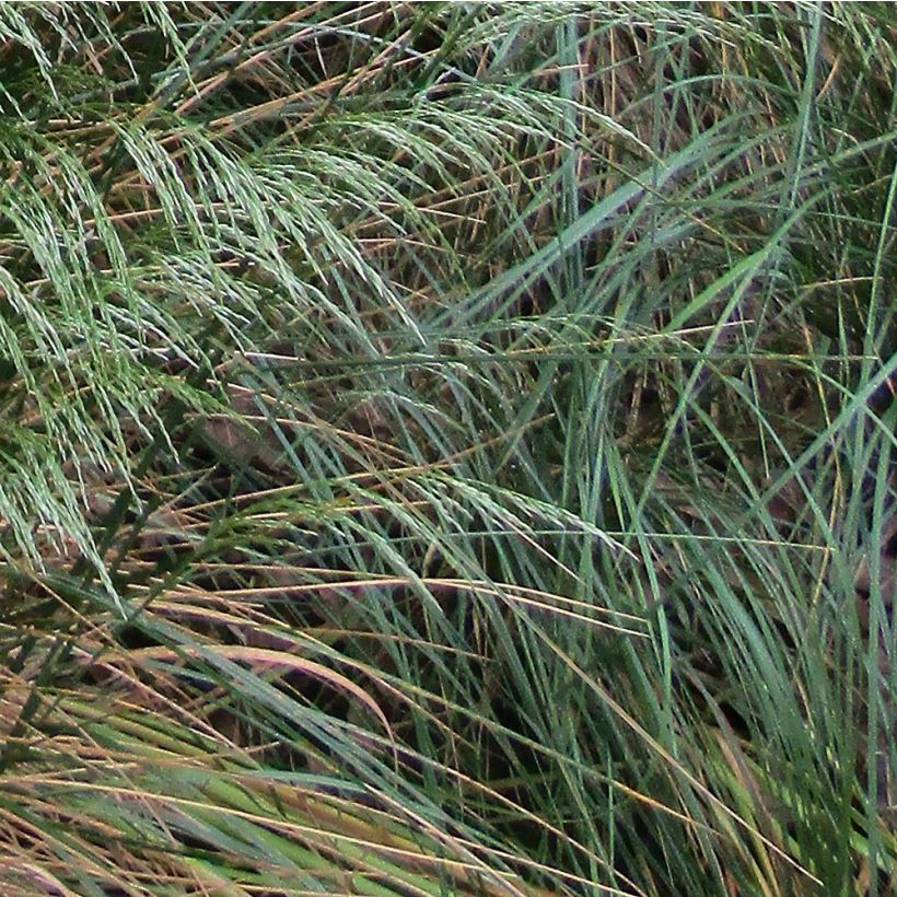 Deschampsia flexuosa - Canche flexible, flexueuse (Feuillage)