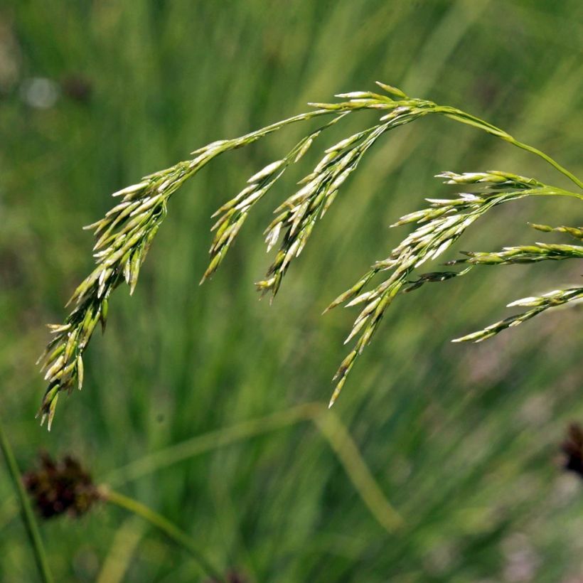 Deschampsia flexuosa - Canche flexible, flexueuse (Floraison)