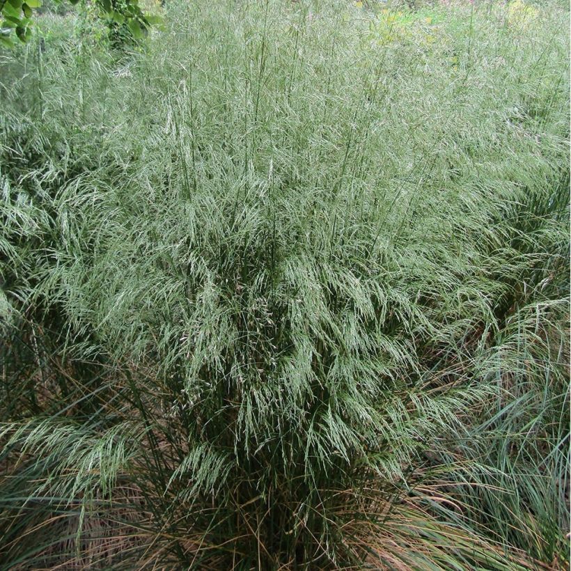 Deschampsia flexuosa - Canche flexible, flexueuse (Port)