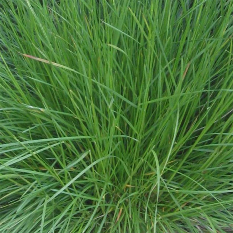 Deschampsia cespitosa Bronzeschleier - Canche cespiteuse (Feuillage)