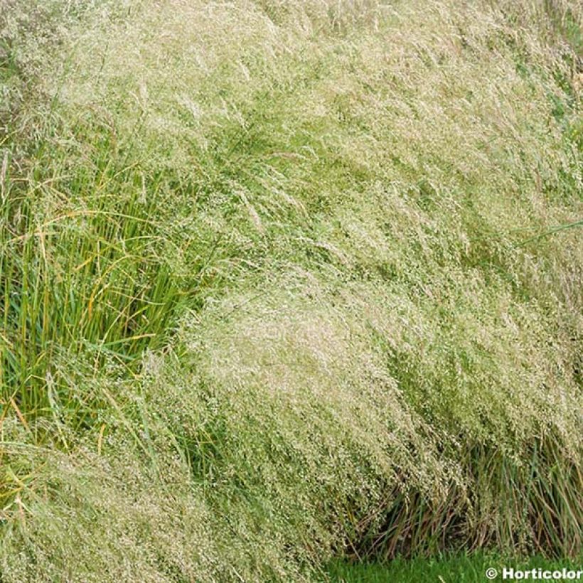 Deschampsia cespitosa Bronzeschleier - Canche cespiteuse (Floraison)