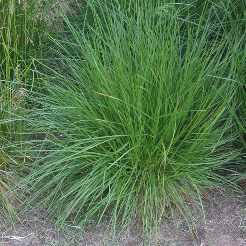 Deschampsia cespitosa Bronzeschleier - Canche cespiteuse (Port)